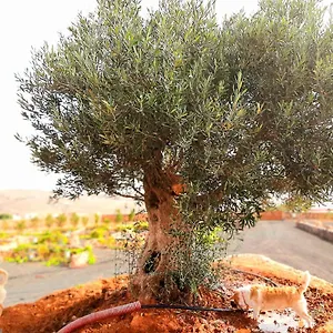 El Bounty Maison d'hôtes Puerto del Rosario (Fuerteventura)